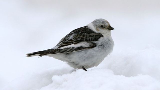 join the christmas bird count hosted by ontario nature and join the christmas bird count hosted by ontario nature and