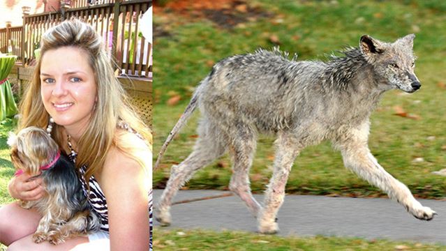 Dog killed and owner injured after latest suspected coyote attack in  Mississauga