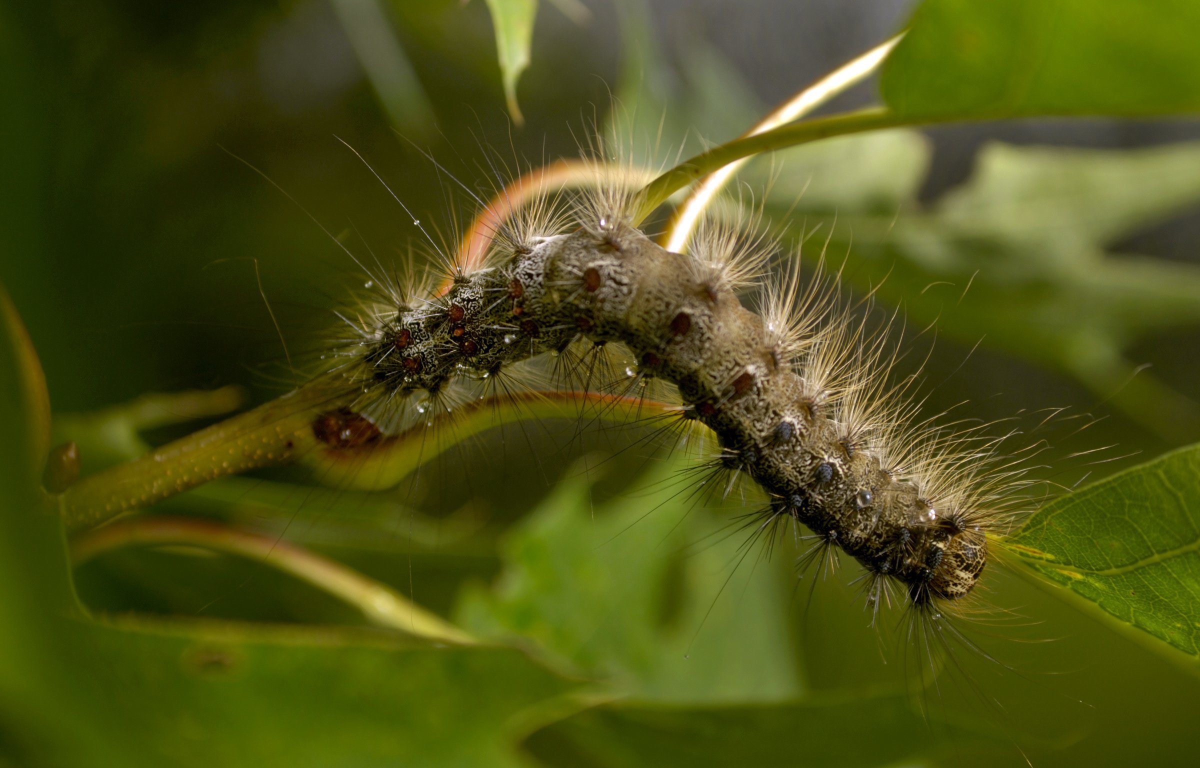 They Were Everywhere Caledon Trees Swarming With Invasive Caterpillars Caledonenterprise Com