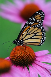 Butterfly_Content.jpg