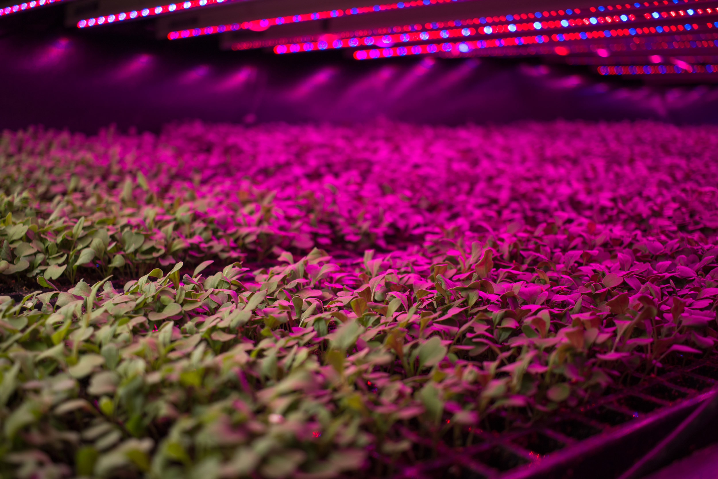 new-vertical-farming-site-sprouts-up-in-guelph