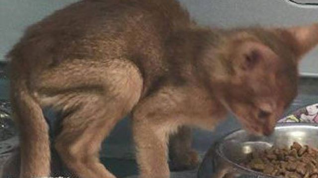 Photos of Cleo the ‘dying’ kitten at Ontario pet store