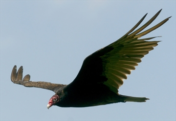 TURKEY VULTURE