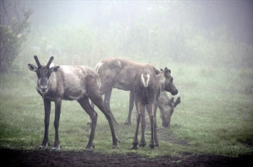 CPT302445360_Content.jpg