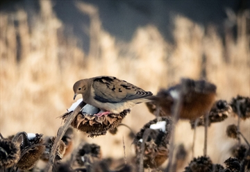 Bird_count_mourning_dove_Content.jpg