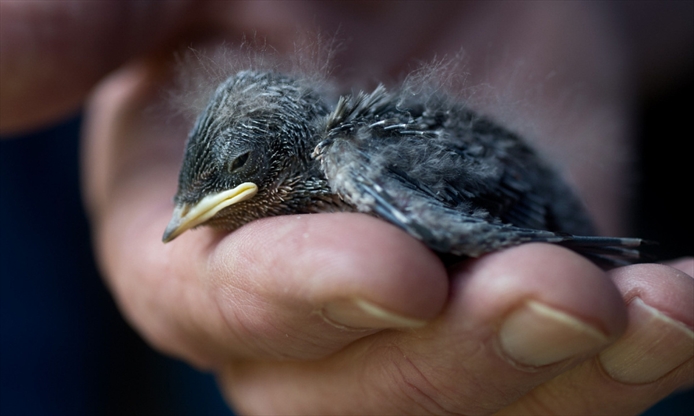 Barn Swallow Haven Reveals A Treasure Trove Of Bird Data