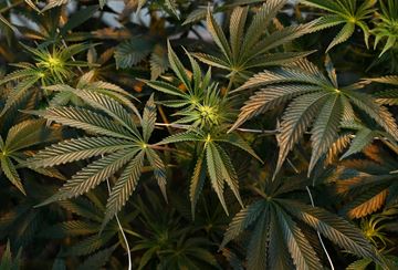 POT___Content.jpg