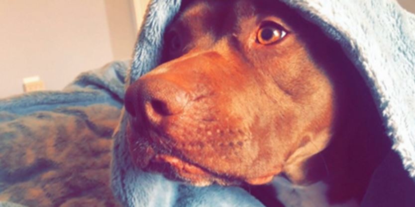 My Heart Dropped Vaughan Sending Away Family Dog After Pit Bull Dna Test Toronto Com