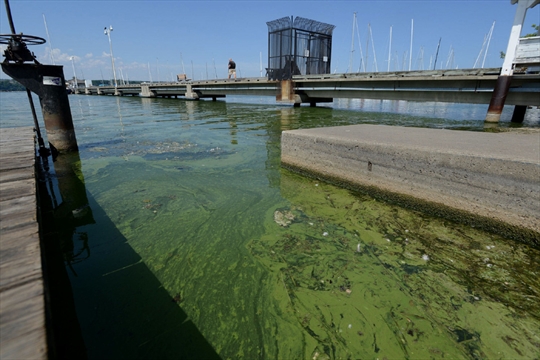 Blue-green Algae Closes Hamilton’s Pier 4 Beach 