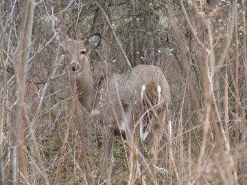 Deer___Content.jpg