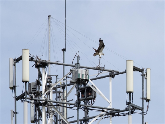 osprey nest removal