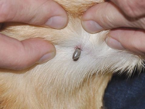 dog skin tag or tick dog skin tag or tick
