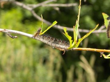Caterpiller-e1493733250626-900x444___Con