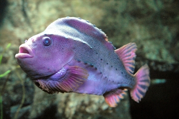Huntsman aquarium coupons