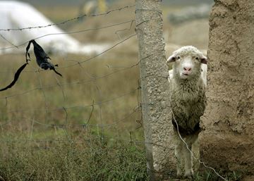 SHEEP___Content.jpg
