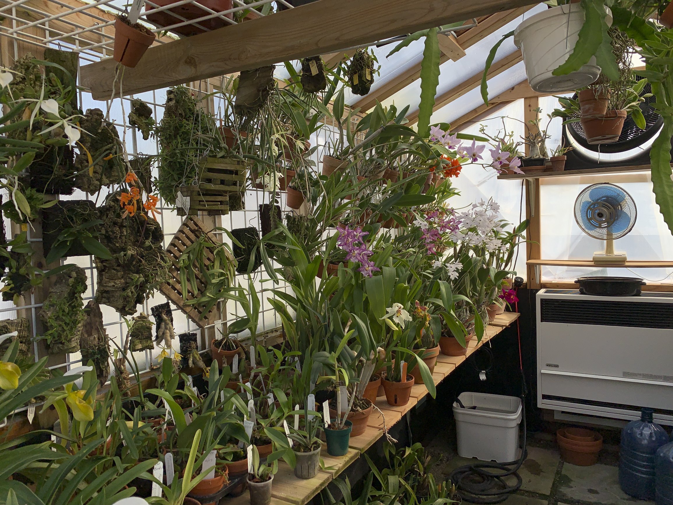 Hamilton S Chris Varady Is A Growing Orchid Legend Waterloochronicle Ca